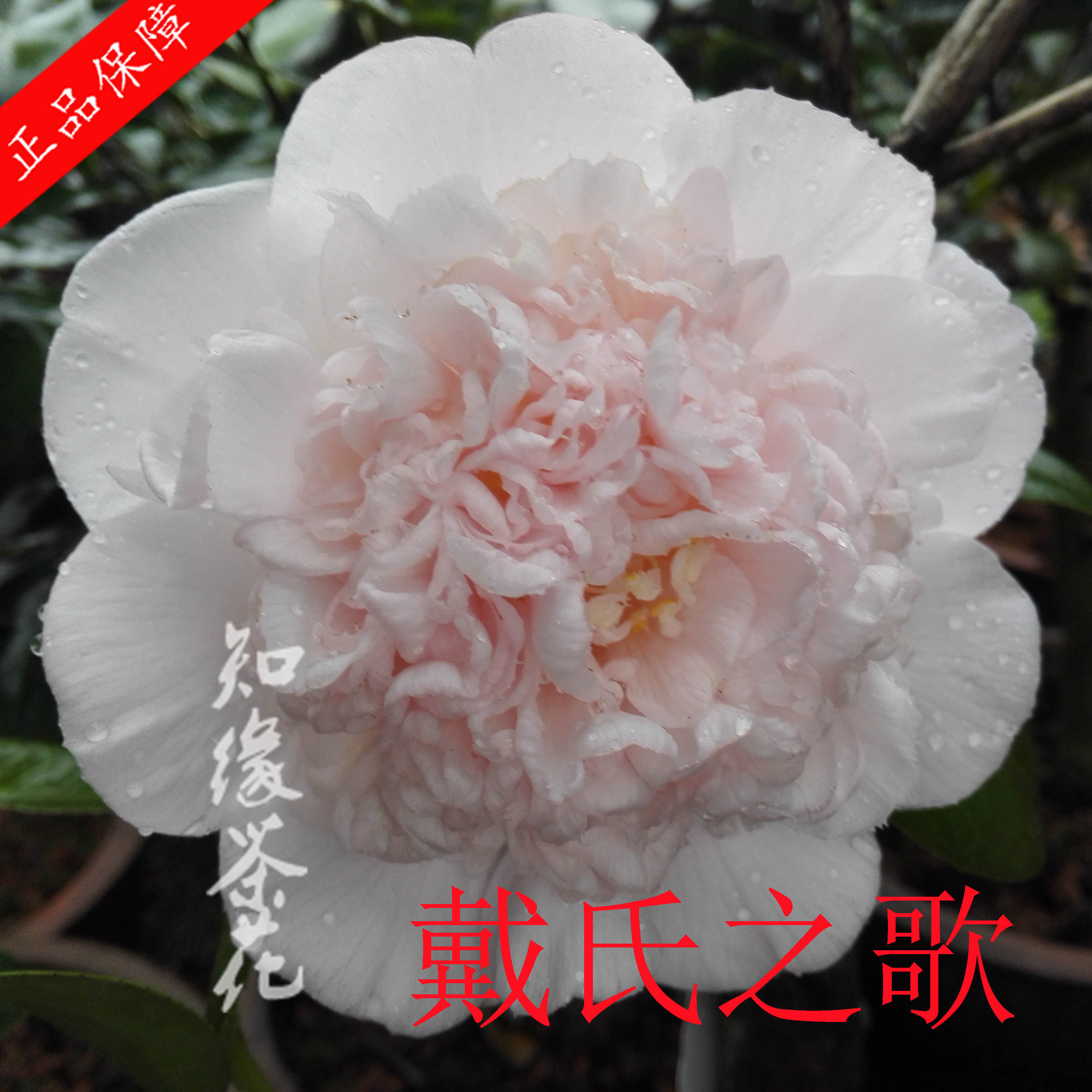 戴氏之歌茶花 盆栽扦插原生嫁接树苗水晶金边  戴维斯夫人