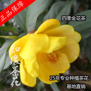四季金花茶  崇左金茶花 盆栽扦插嫁接苗金黄色