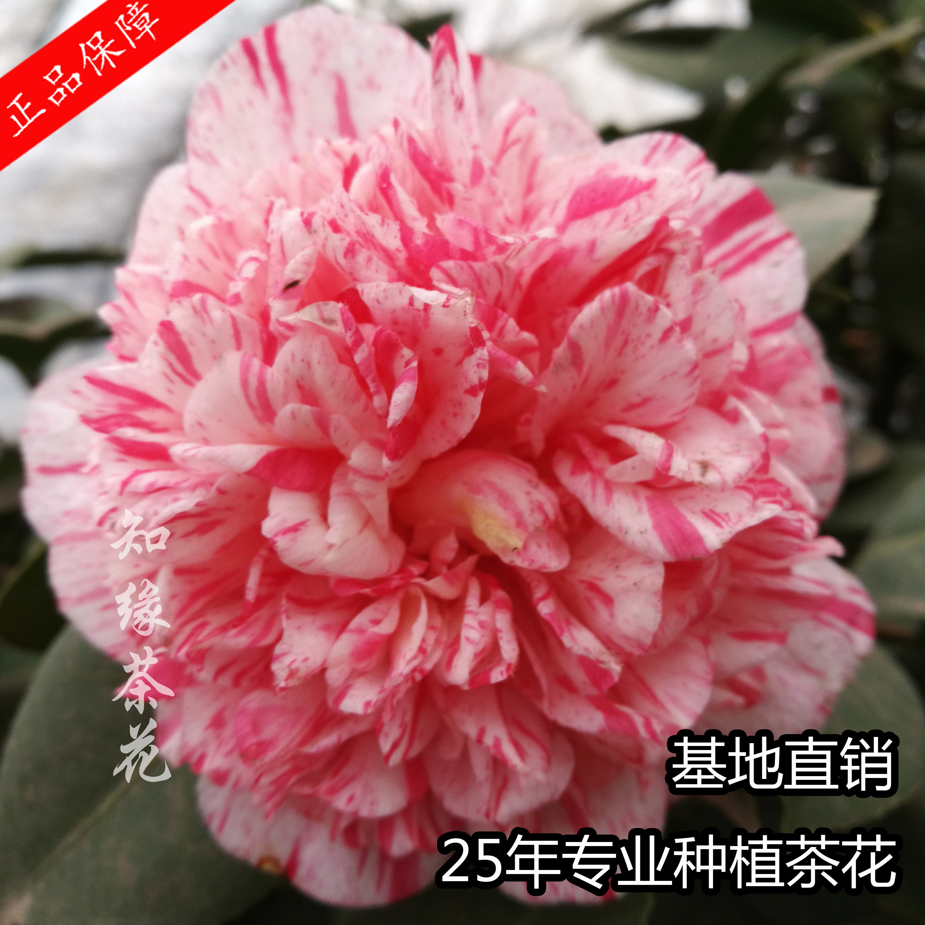 金华知缘狂想曲茶花树苗大苗带花苞 扦插嫁接盆栽茶花