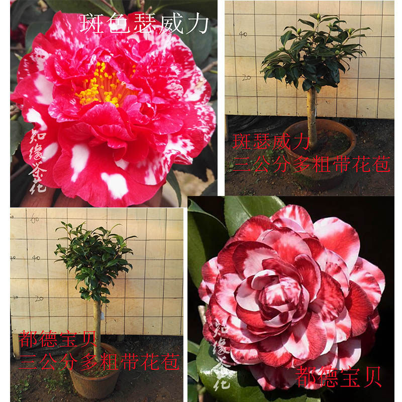 斑色瑟威力茶花 嫁接花树苗带花苞名贵花树苗 斑色都德宝贝茶花