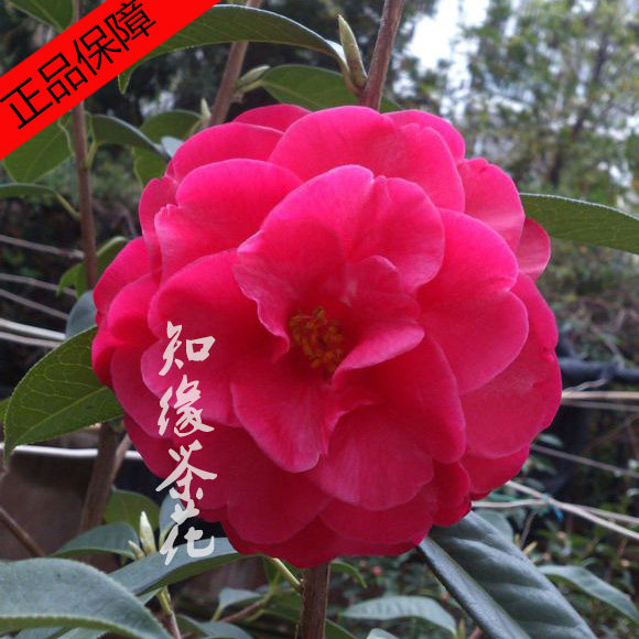 金华知缘茶花 凤山茶 云南茶花苗原生扦插嫁接苗带花苞云茶