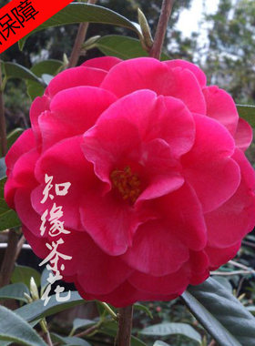 金华云南扦插茶花苗