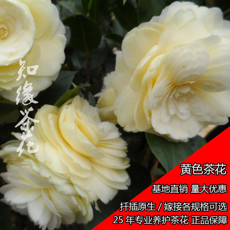 黄达茶花 盆栽苗扦插苗嫁接花树苗名贵山黄色 欧德茶花