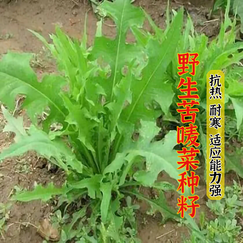 野生苦荬菜种子苦麻菜苦麥菜牧草种子四季花芽苦麦菜种子高产唛菜