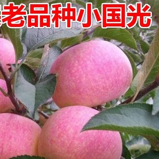 东北大连正宗小国光苹果酸甜脆新鲜水果山东苹果瓦房店5斤包邮