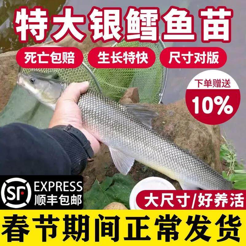 四川银鳕鱼苗淡水养殖食用大鳞鲃鱼苗鳕鱼苗活鱼苗养殖观赏活鱼苗