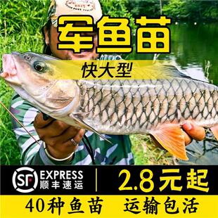 四川军鱼苗淡水养殖食用黄娟鱼苗青竹鲩鱼苗河石坚鱼苗倒刺鲅鱼苗