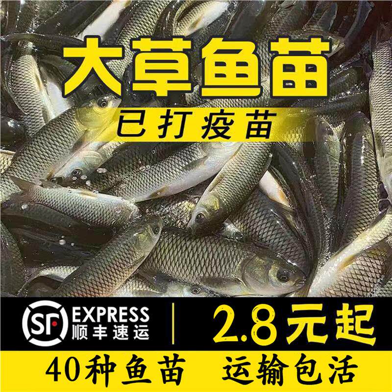 四川大草鱼苗皖鱼苗半斤一斤20cm螺丝青鱼鲫鱼鲤鱼苗活体大草鱼苗