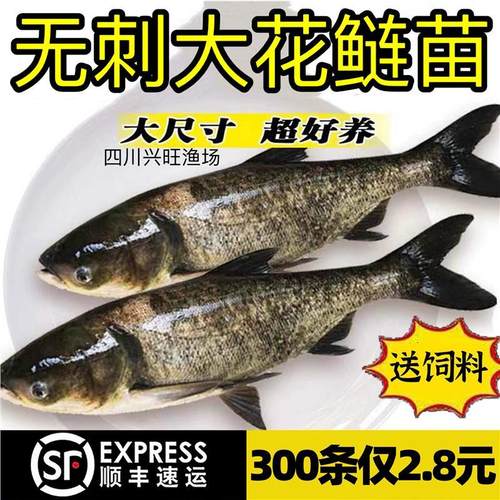 四川无刺花鲢鱼苗淡水鱼苗养殖食用大头鱼胖头鱼活体鲢鳙鱼半斤重