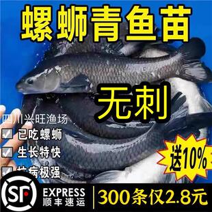 四川无刺螺丝青鱼苗黑皖鱼大快型四大家鱼苗养殖半斤一斤活体鱼苗