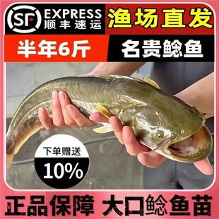 四川大口鲶鱼苗鲶鱼苗凶猛路亚量二须鲶鱼鱼塘鱼苗大口鲶土鲶鱼苗