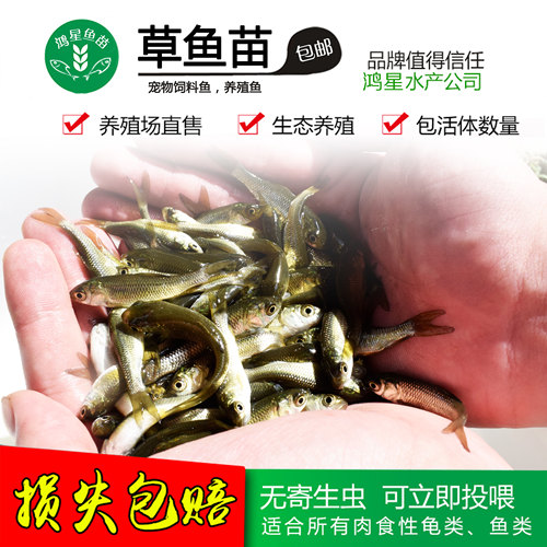 淡水养殖龙鱼开口粮活体饲料