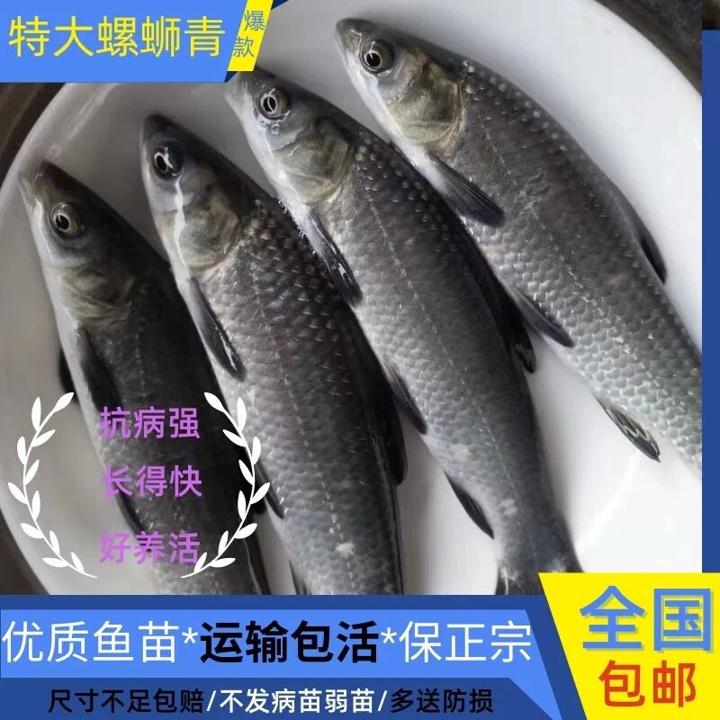 四川螺蛳青鱼苗特大型食用正宗黑皖半斤青混灰草活体大螺蛳青鱼苗