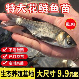 四川花鲢鱼黑鳙鱼胖头鱼苗大头鱼苗雄鱼活体淡水食用养殖包活特大