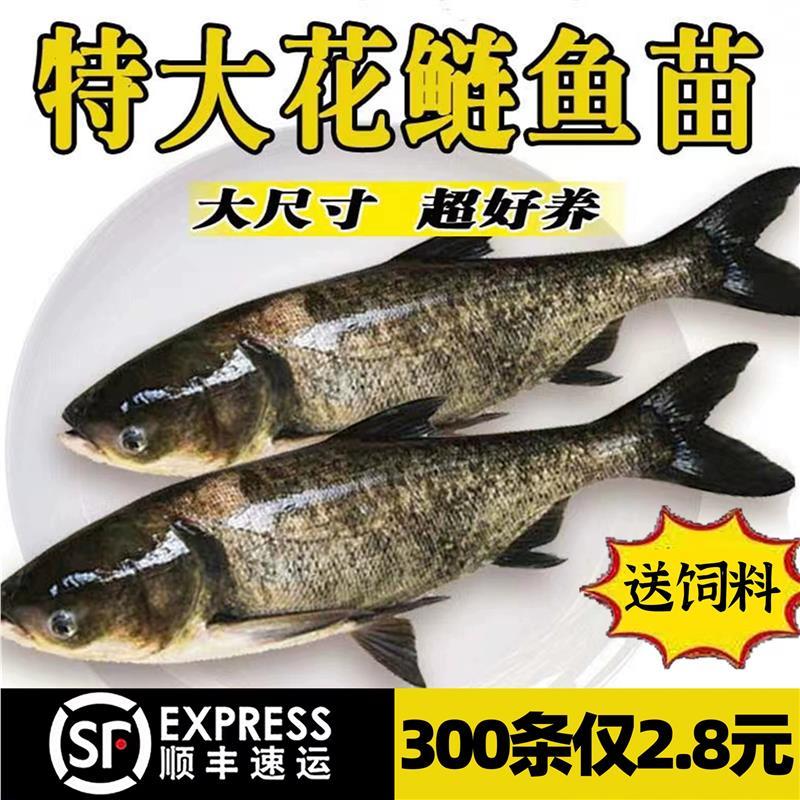 四川花鲢鱼苗淡水鱼苗养殖食用大头鱼胖头鱼活体鲢鳙鱼特大鳙鱼苗