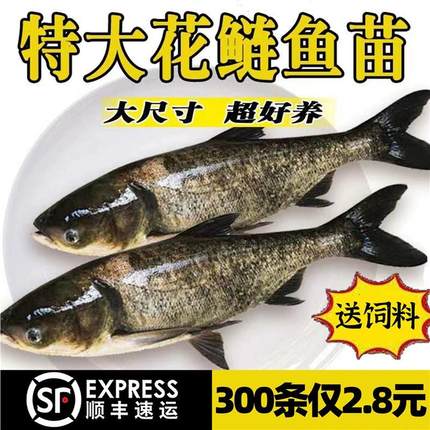 四川花鲢鱼苗淡水鱼苗养殖食用大头鱼胖头鱼活体鲢鳙鱼特大鳙鱼苗