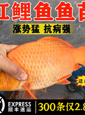 红鲤鱼苗淡水养殖食用活体鲤鱼苗大红兴国鲤鱼鱼苗耐活冷水观赏鱼