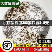 喂乌龟饲料鱼小鱼活体养殖活鱼龙鱼活食饲料淡水鱼苗草鱼路亚钓鱼