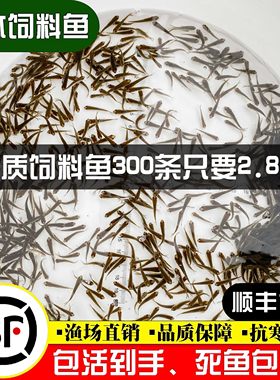 喂乌龟饲料鱼小鱼活体养殖活鱼龙鱼活食饲料淡水鱼苗草鱼路亚钓鱼
