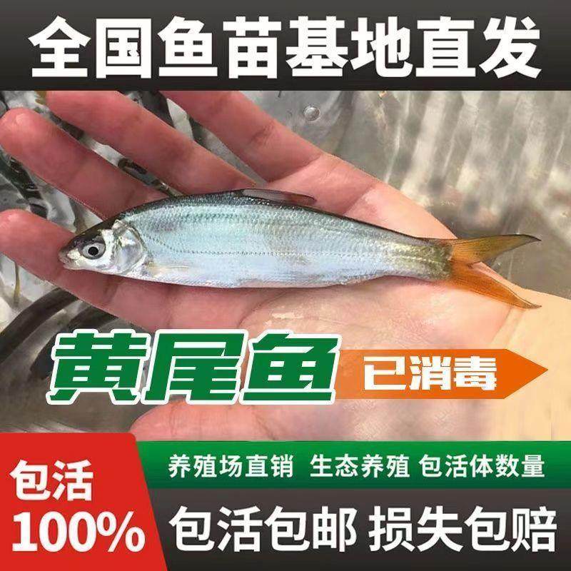 四川优质包活黄尾鱼苗黄片鱼苗青梢鱼苗黄尾密鲴苗黄姑子特大黄尾