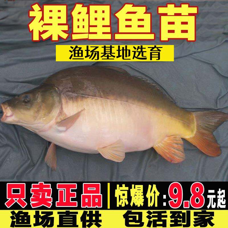 四川裸鲤鱼苗无甲淡水好养食用无磷鲤鱼裸斑鱼苗德国镜鲤螺鲤鱼苗