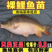 四川裸鲤鱼苗无甲淡水好养食用无磷鲤鱼裸斑鱼苗德国镜鲤螺鲤鱼苗