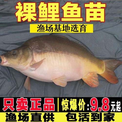 四川裸鲤鱼苗无甲淡水好养食用无磷鲤鱼裸斑鱼苗德国镜鲤螺鲤鱼苗