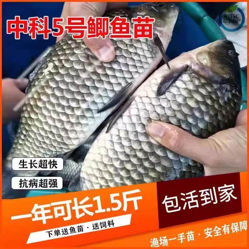 四川优质鲫鱼苗中科五号工程鲫湘云鲫高背鲫鱼淡水养殖活体鲫鱼苗