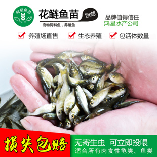 大头鳙鱼苗 花鲢鱼苗 胖头鱼苗 大头鱼苗 黑鲢鱼苗淡水活体草鱼苗