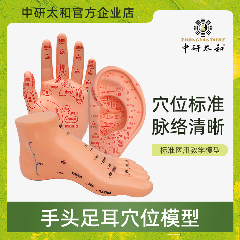 人体各种模型穴位教学模型脚模耳膜 手摸 型针灸推拿按摩穴位
