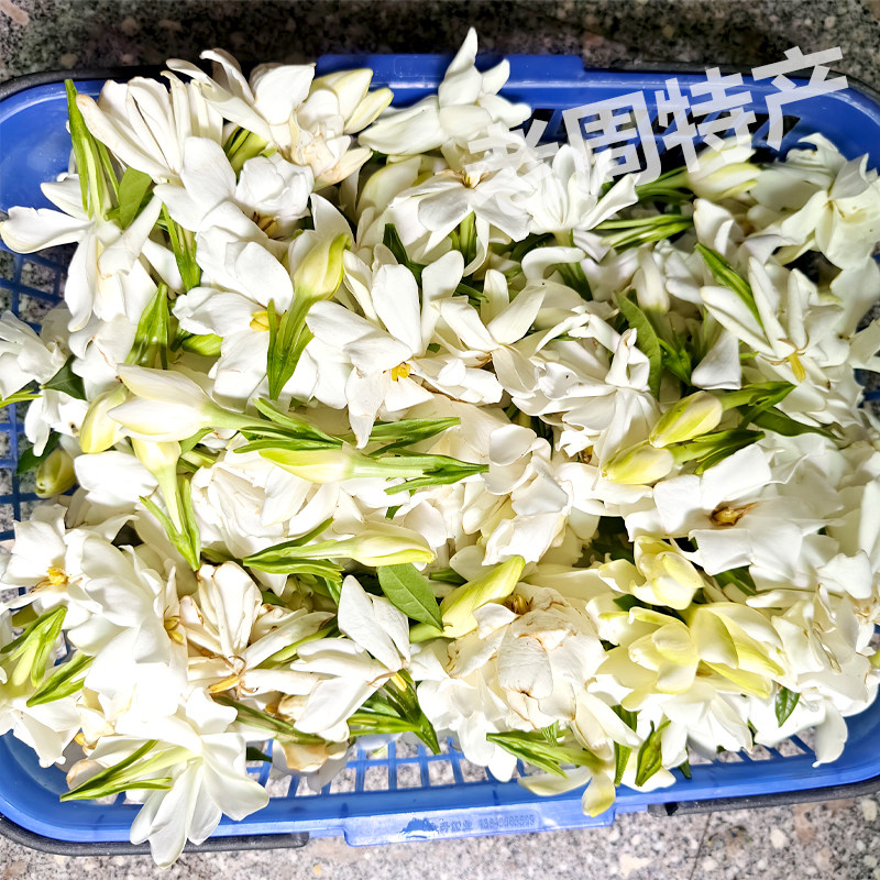 栀子花水横枝黄栀花山栀花白兰花