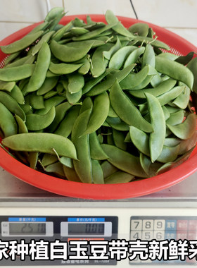 新鲜采摘带壳白玉豆江西福建特产