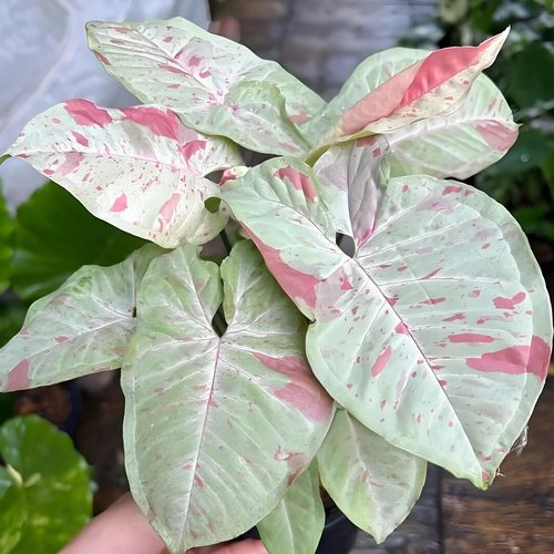 合果芋盆栽室内盆栽绿植室内美观