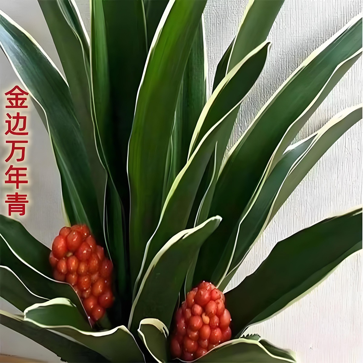 中华万年青四季长青金边玉边盆栽绿植室内阳台四季常青庭院花卉