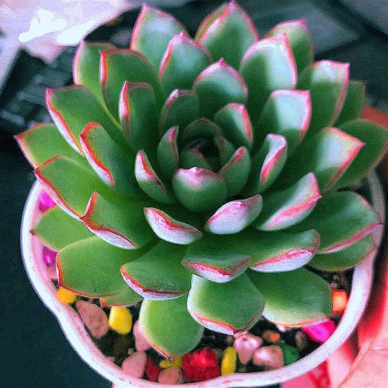 荷花多肉植物盆栽室内莲花肉肉植物花卉稀有多肉植物