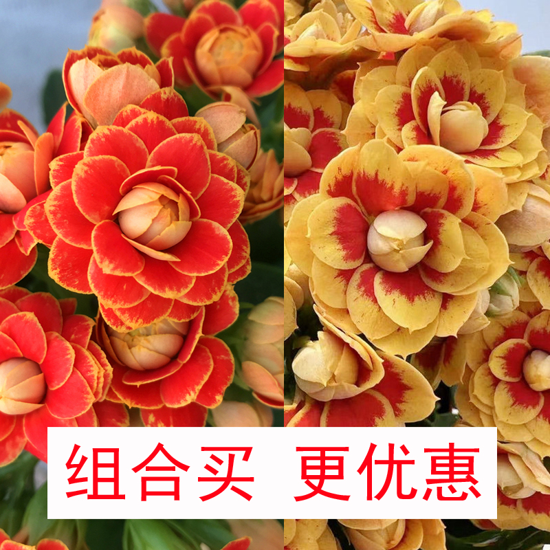 迷你小盆长寿花带花苞包对版