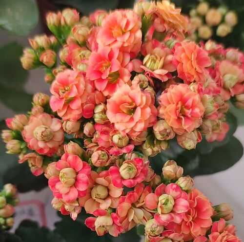 多种长寿花带花苞发货