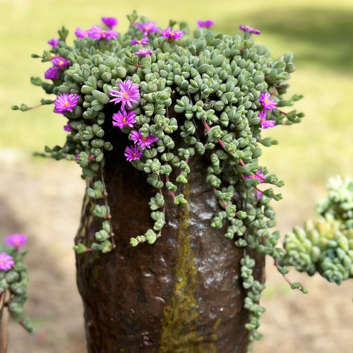 碧玉莲群生老桩庭院绿植吊兰