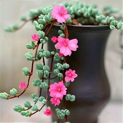 室内净化空气多肉老桩盆栽组合