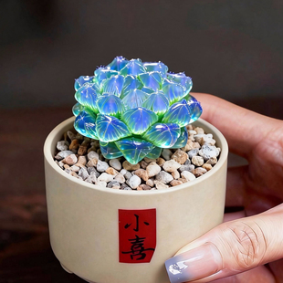 稀有多肉蓝镜玉露白莲花室内桌面小盆栽多肉套餐组合带陶瓷盆好养