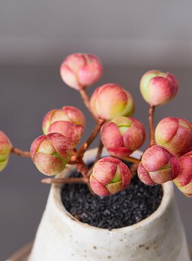 群生老桩多肉植物橄榄球玫瑰小球玫瑰可爱玫瑰肉肉花卉组合盆栽