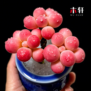 韩版多肉奶酪汤圆桃蛋苗超萌肉嘟嘟圆滚多肉粉色好养绿植花卉盆栽