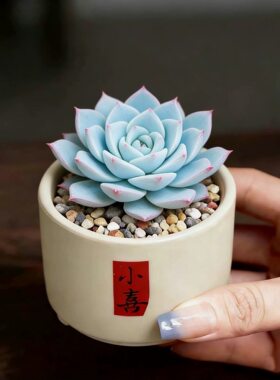 稀有粉蓝鸟美观多肉绿植盆栽