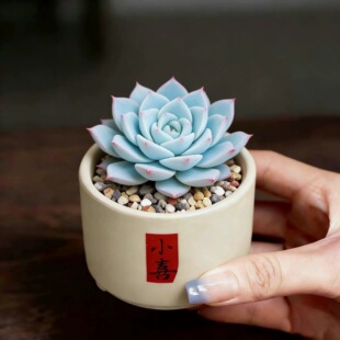 稀有多肉植物粉蓝鸟办公室内趣味美观肉肉绿植小盆栽鲜花礼物好养