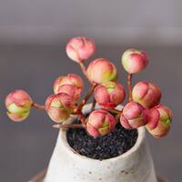Rare succulent plant Alan combination potted plant, indoor desktop small potted plant, bonsai, green plant and flower wholesale, easy to take care of thumbnail 4