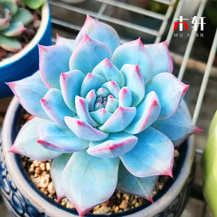 进口贵货蓝色植物粉蓝鸟蓝石莲办公室桌面绿植组合盆栽好养幼儿园