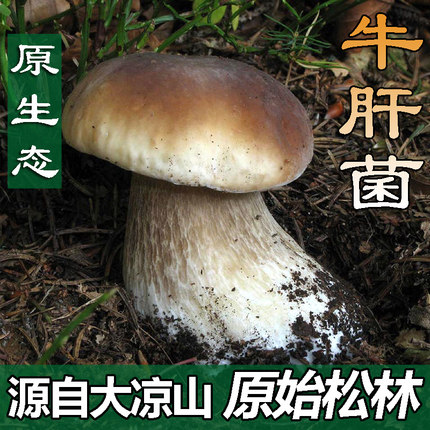 大凉山野生 牛肝菌干货黄乔巴菌红葱见手青土特产食用菌蘑菇 100g