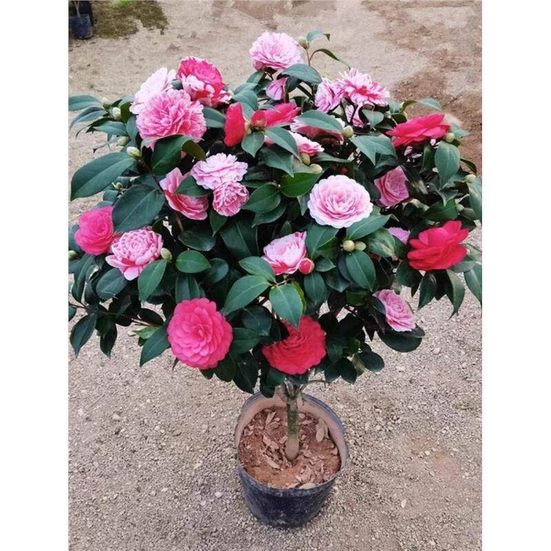 茶梅花苗茶梅盆栽茶花树苗茶花球四季常青茶梅树苗庭院别墅绿植苗