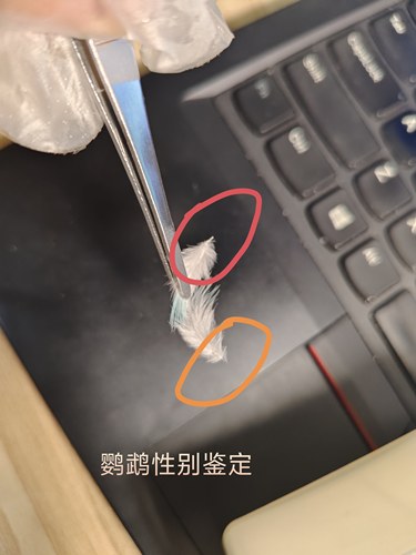 鹦鹉鸽子鸟类性别检测验卡快且准