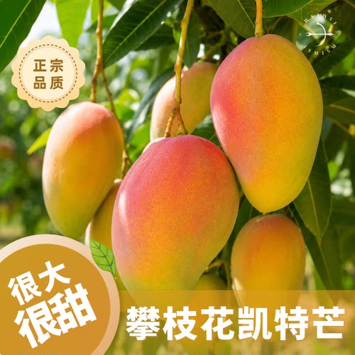 正禾·四川攀枝花大果甜芒果正宗品质特大当季新鲜水果
